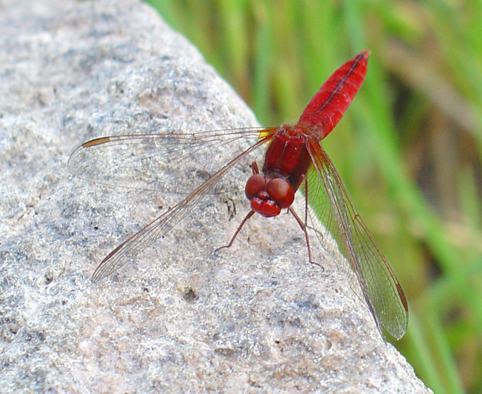 Crocothemis erytrhraea